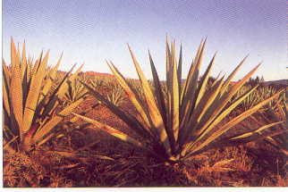 magueythetequilaplantofmexico.jpg